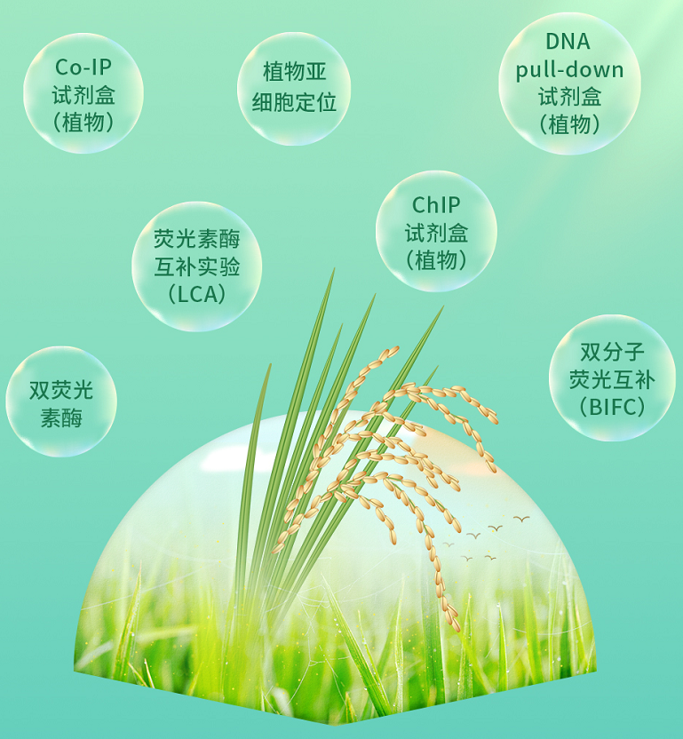 “稻”亦有道——盘点近期水稻研究的重大突破