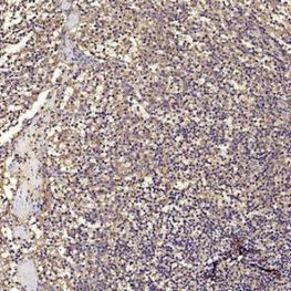 CD68 (9H5) Mouse mAb