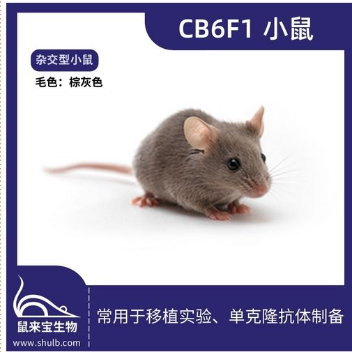 CB6F1小鼠