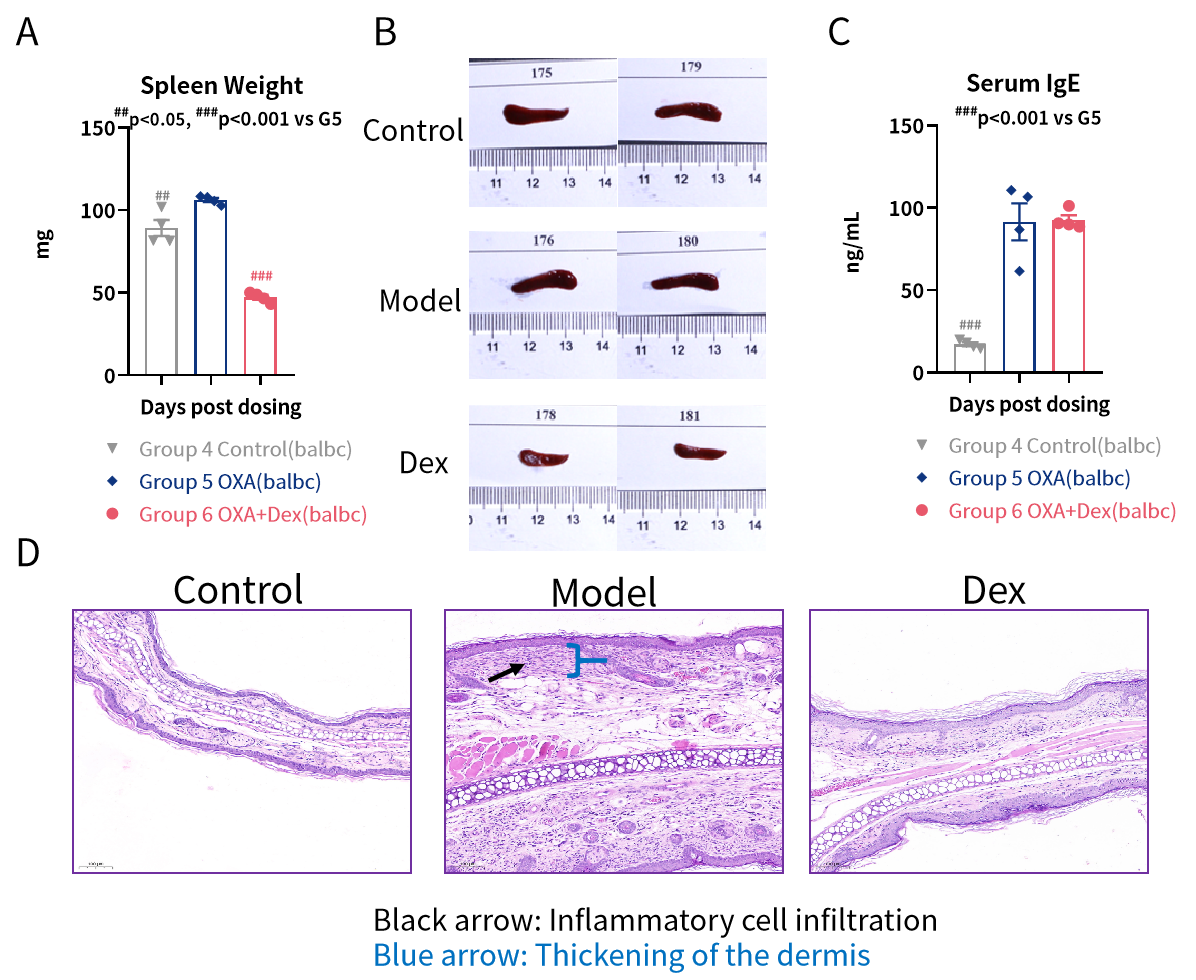 探秘特应性皮炎小鼠模型：药物评估与科学研究的得力助手！