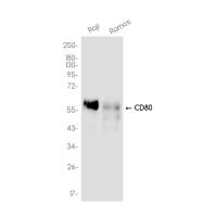CD80 Rabbit mAb