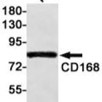 CD168