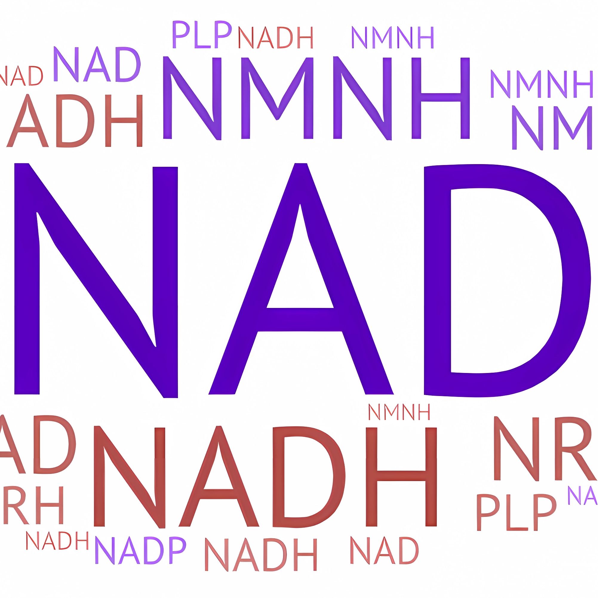 烟酰胺腺嘌呤二核苷酸（NAD）