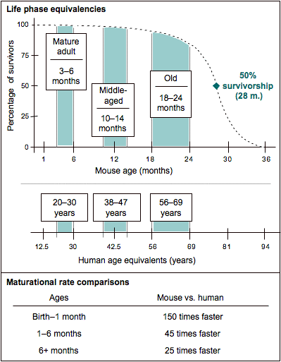 人类衰老之谜，就藏在这些小鼠里