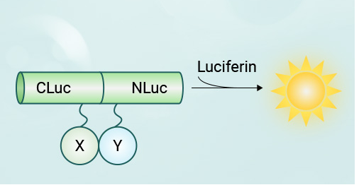 “聚焦新质生产力，激发科研新动能”|LCA跻身蛋白互作研究的新锐力量