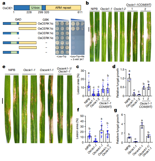 “稻”亦有道——盘点近期水稻研究的重大突破