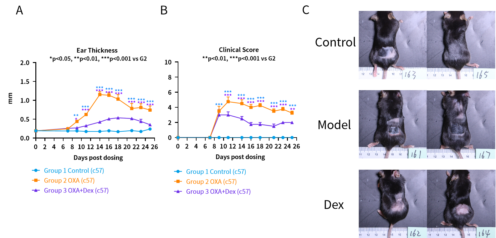 探秘特应性皮炎小鼠模型：药物评估与科学研究的得力助手！