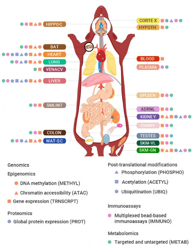 趣味高分 | Nature：耐力运动训练能带来什么？| MedChemExpress (MCE)