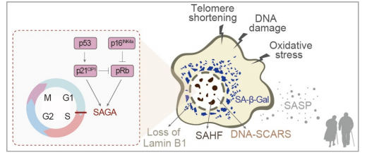 人类衰老之谜，就藏在这些小鼠里