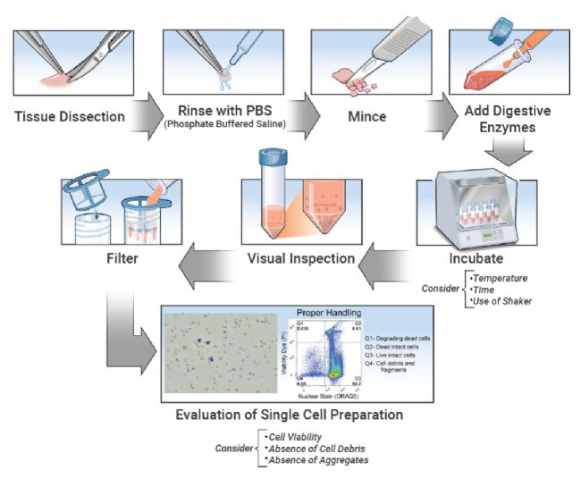 干货分享 | 胶原酶挑花眼？一文教你怎么选!（内含组织解离方法）