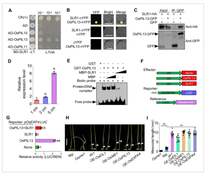 “稻”亦有道——盘点近期水稻研究的重大突破