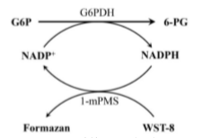 G6P检测试剂盒(WST-8法)