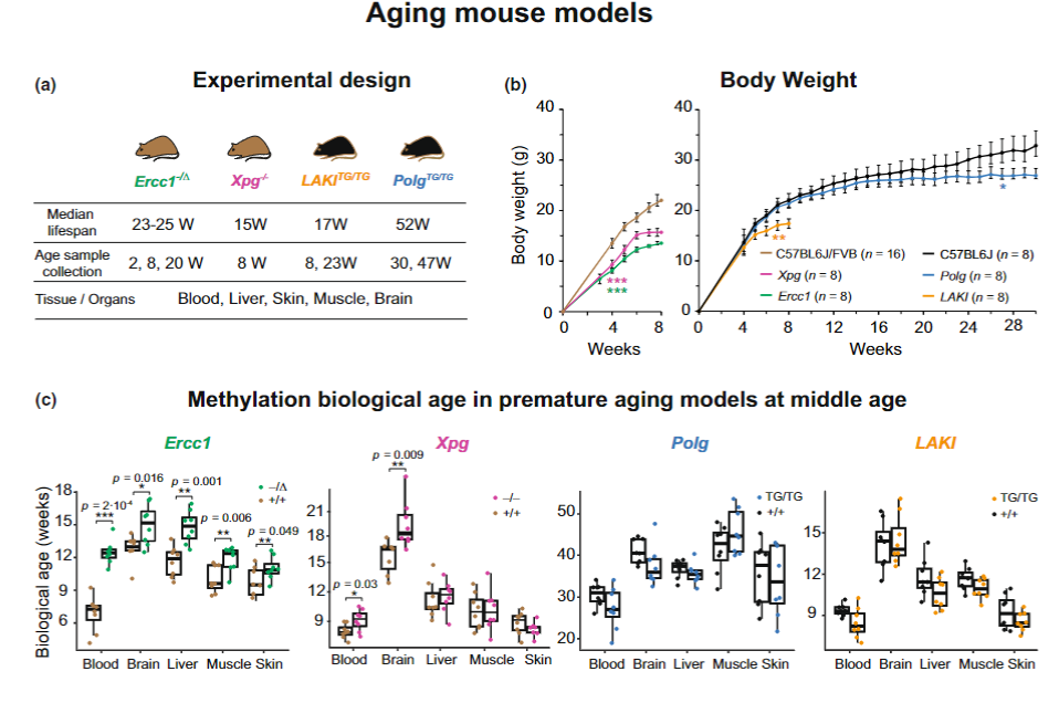 人类衰老之谜，就藏在这些小鼠里