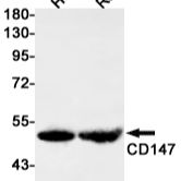 CD147 Rabbit mAb