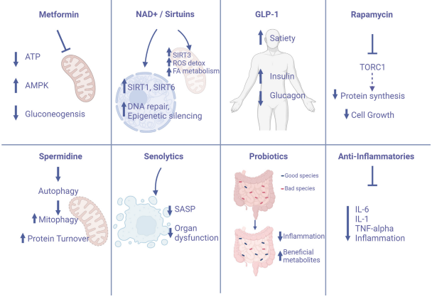 人类衰老之谜，就藏在这些小鼠里