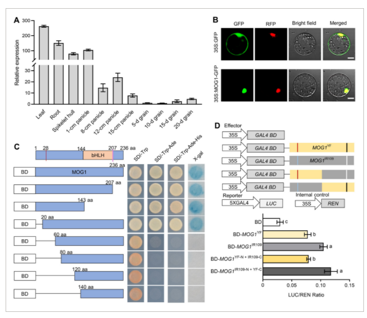 “稻”亦有道——盘点近期水稻研究的重大突破