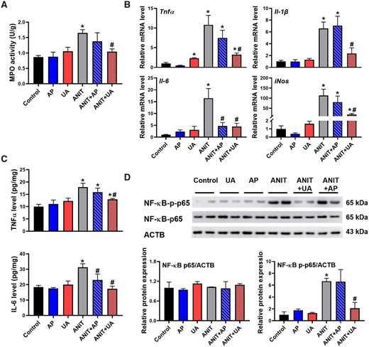LabEx ELISA平台助力探索别嘌呤醇治疗胆汁淤积