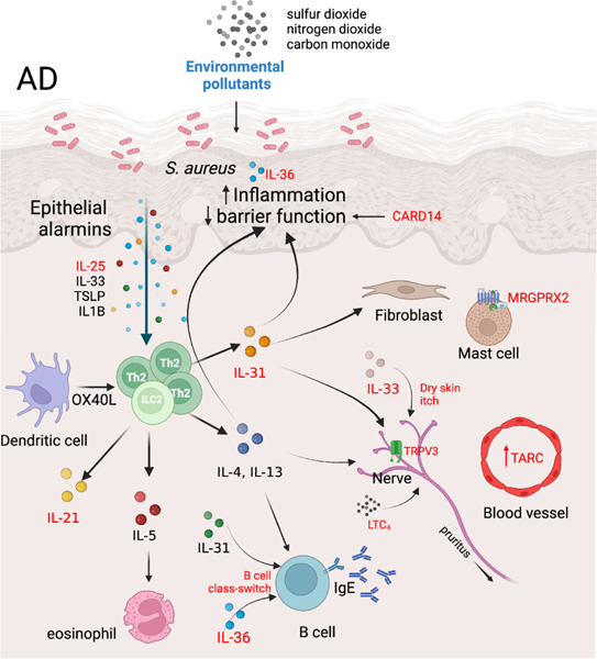 探秘特应性皮炎小鼠模型：药物评估与科学研究的得力助手！