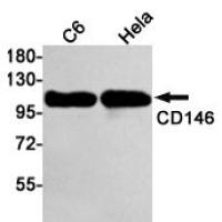 CD146