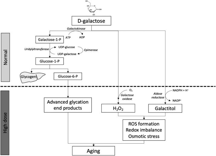 人类衰老之谜，就藏在这些小鼠里