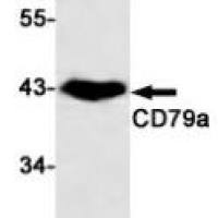 CD79a
