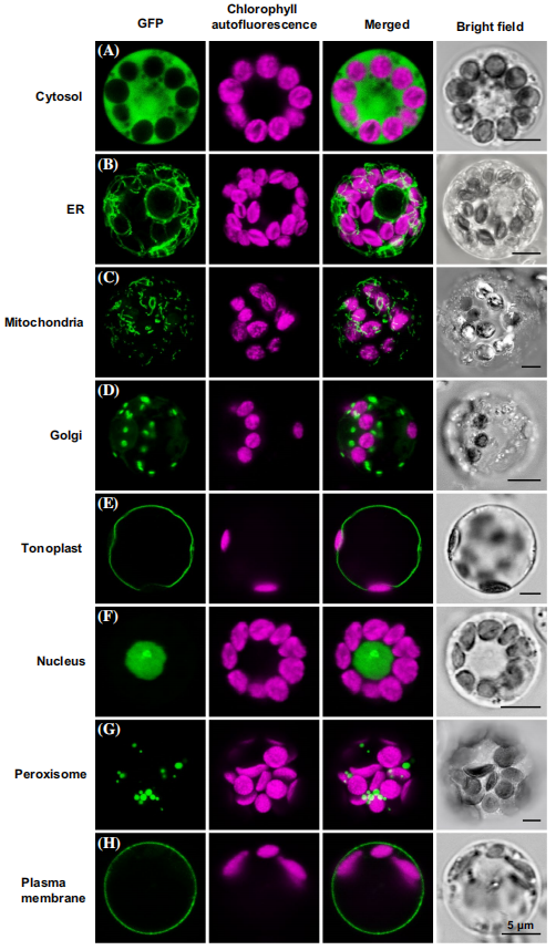 科学与美学的结合体:植物亚细胞定位技术详解