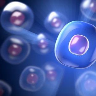 HS766T人胰腺癌细胞