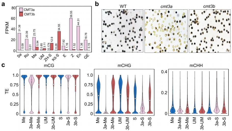 “稻”亦有道——盘点近期水稻研究的重大突破