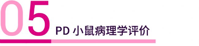 实验操作 | 帕金森病造模方法盘点 & 技巧全解析！| MedChemExpress (MCE)