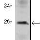 Mouse Monoclonal Antibody to CD3E