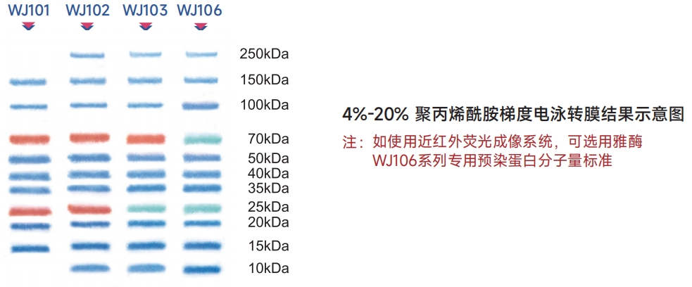 WJ103 三色预染蛋白Marker 10 kDa~250 