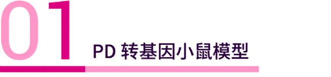 实验操作 | 帕金森病造模方法盘点 & 技巧全解析！| MedChemExpress (MCE)