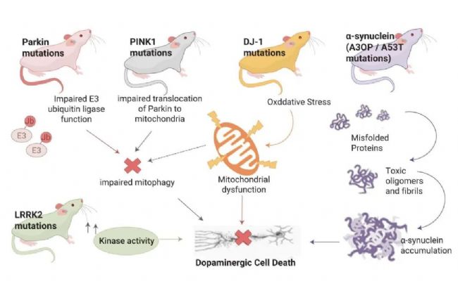 实验操作 | 帕金森病造模方法盘点 & 技巧全解析！| MedChemExpress (MCE)