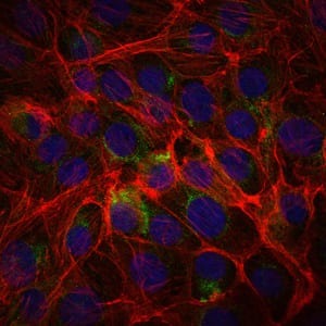 Mouse Monoclonal Antibody to C