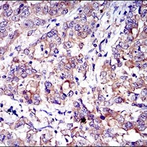 Mouse Monoclonal Antibody to CD7