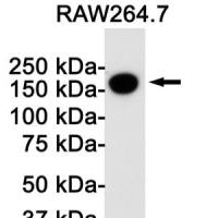 Rabbit Monoclonal Antibody to CD11b