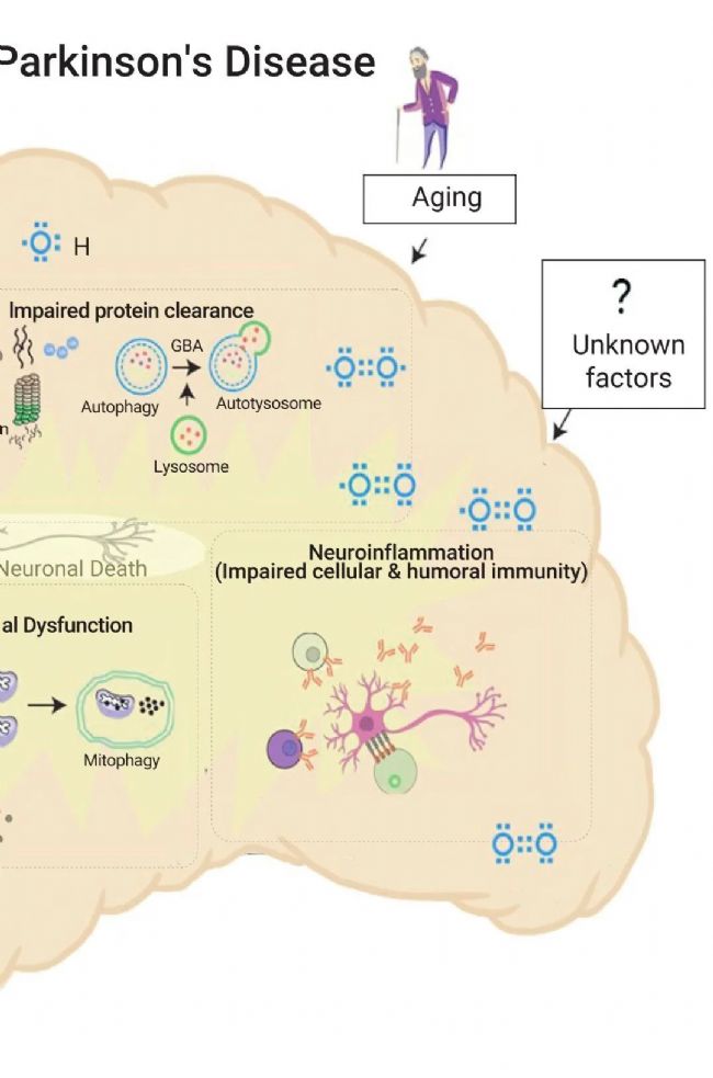 实验操作 | 帕金森病造模方法盘点 & 技巧全解析！| MedChemExpress (MCE)