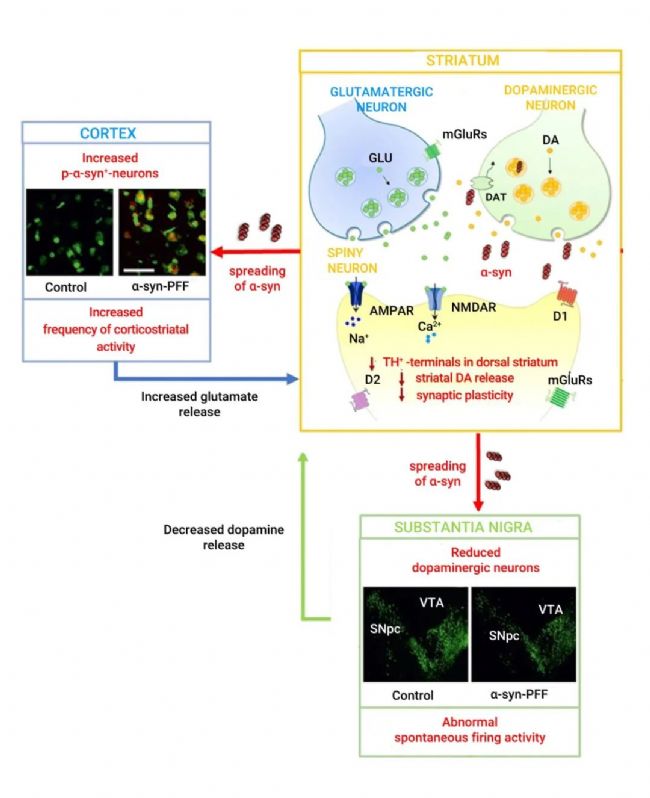 实验操作 | 帕金森病造模方法盘点 & 技巧全解析！| MedChemExpress (MCE)