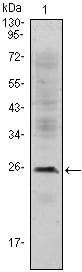 Mouse Monoclonal Antibody to C