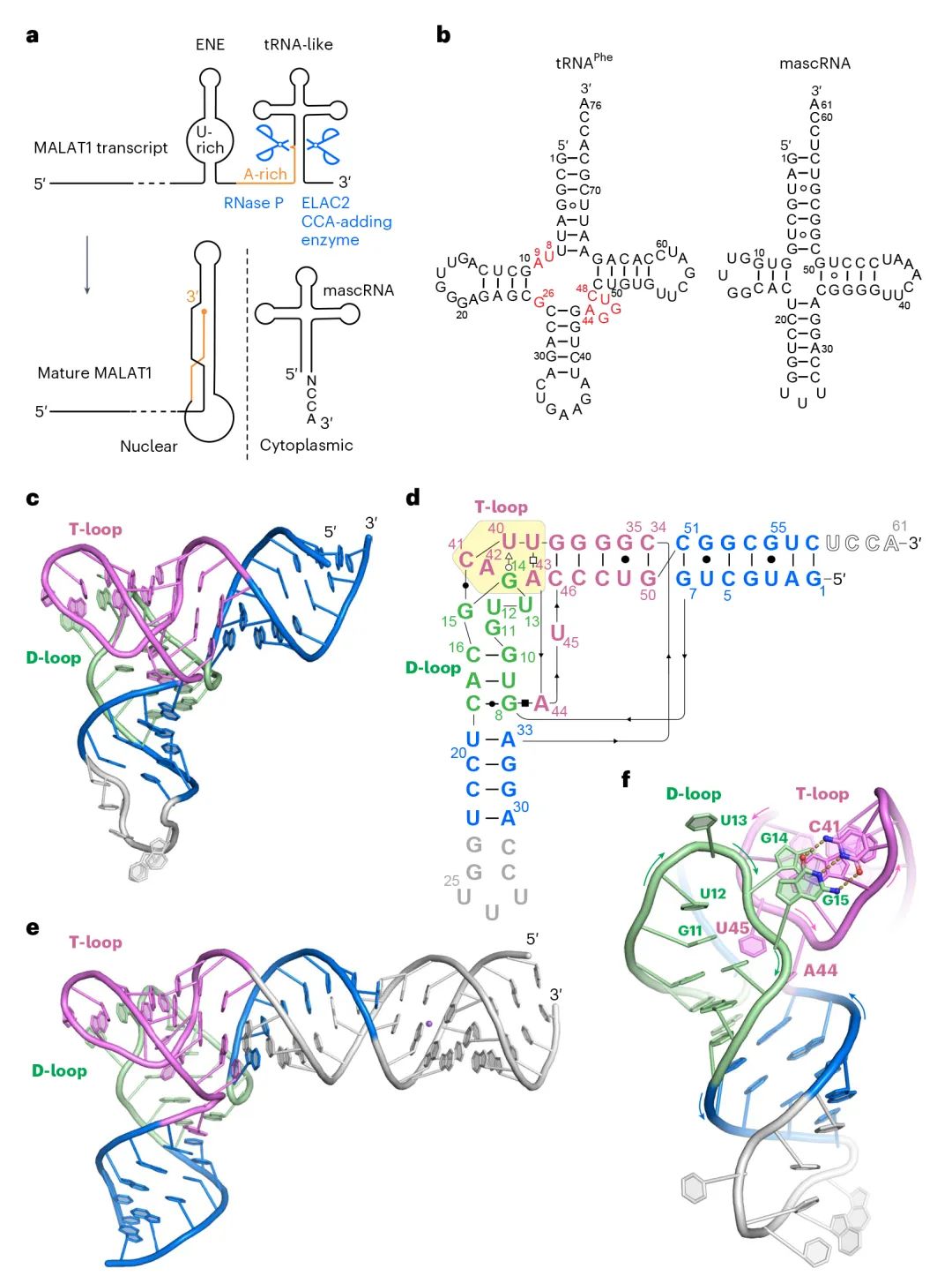 lncRNA研究进展盘点丨20240708期