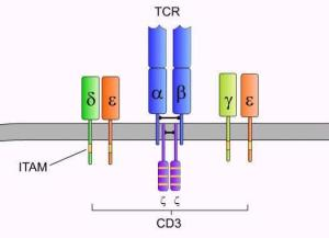 探索免疫系统的守护者：CD3的奥秘