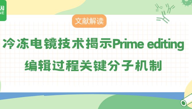 【文献解读】冷冻电镜技术揭示Prime editing编辑过程关键分子机制