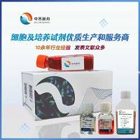 成纤维细胞培养基-无血清