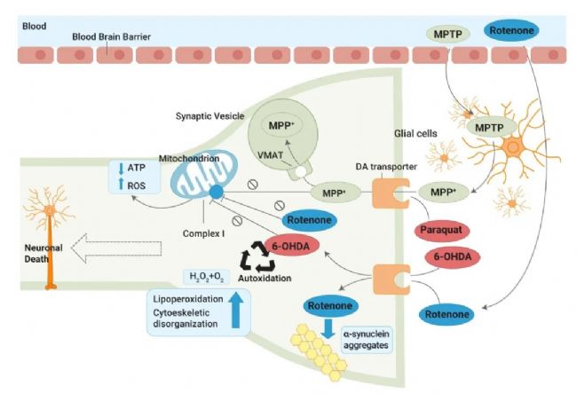 实验操作 | 帕金森病造模方法盘点 & 技巧全解析！| MedChemExpress (MCE)