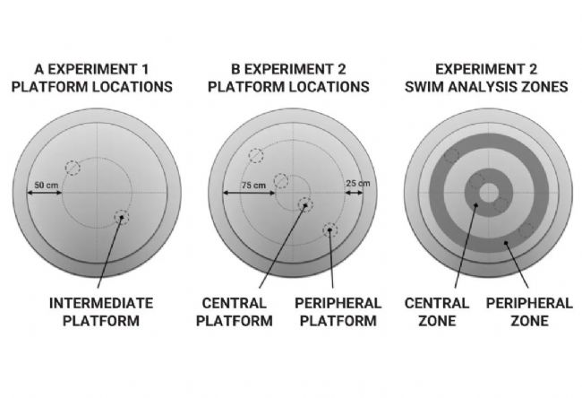 实验操作 | 帕金森病造模方法盘点 & 技巧全解析！| MedChemExpress (MCE)