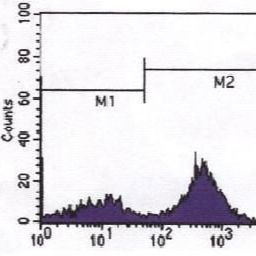 Mouse Monoclonal Antibody to CD3