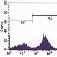 Mouse Monoclonal Antibody to CD3