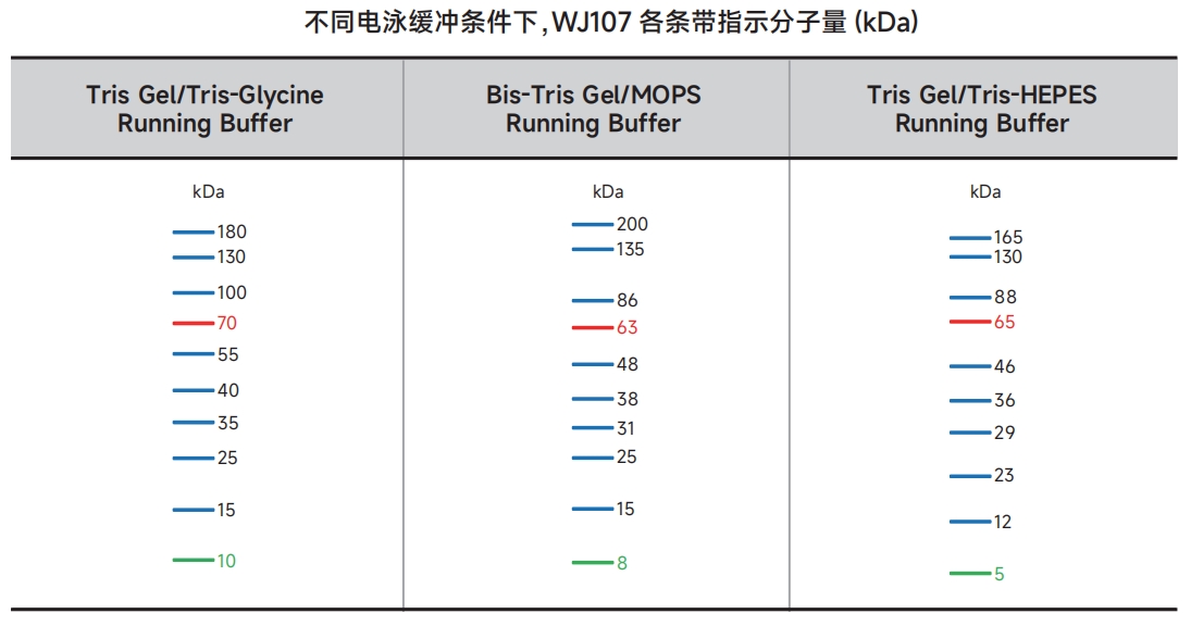WJ107 三色预染蛋白Marker 10 kDa~180