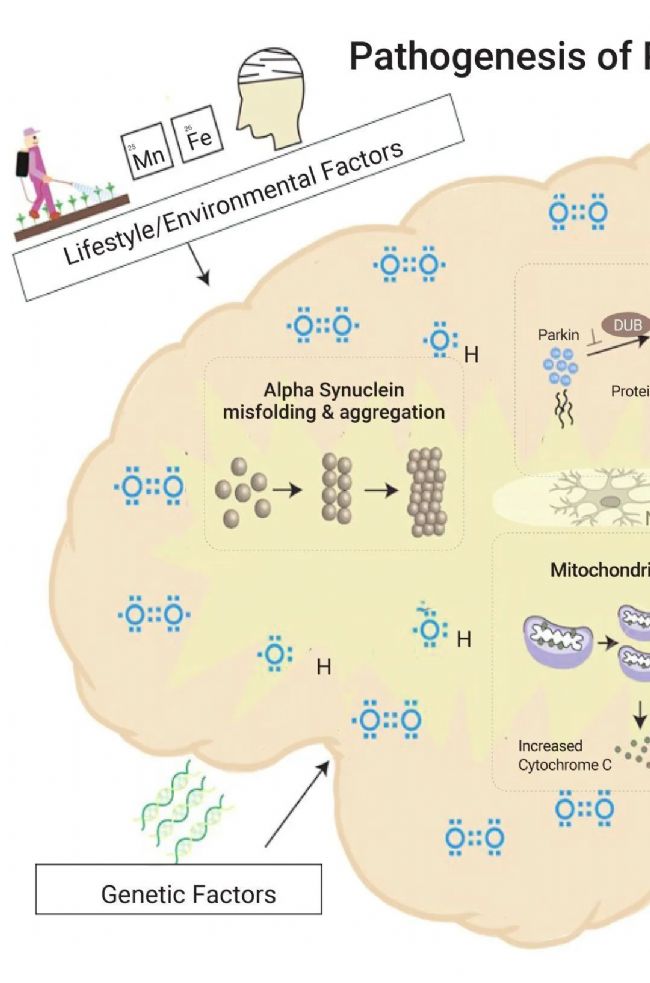 实验操作 | 帕金森病造模方法盘点 & 技巧全解析！| MedChemExpress (MCE)