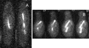 原位细胞3D切割成像平台-CellSurgeon